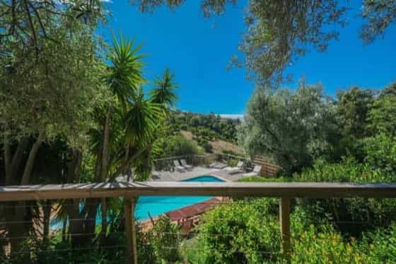 Pool view and pine grove